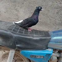 کبوتر زاغ دمسفید هفترنگ دمسفید