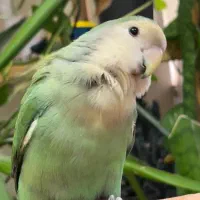 طوطی گمشده زیتون