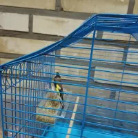 سیره