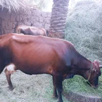 یک عددگاوجرزی نافی