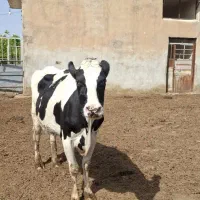 گاو شیری جوان