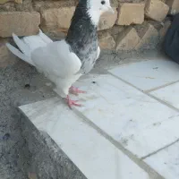 کبوتر طوقی هفرنگ