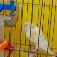 قناری ماده