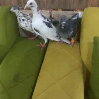 سلام ۳تا کبوتر