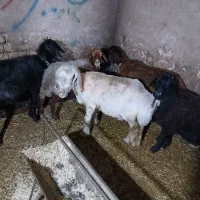 ۳ عدد میش جوان