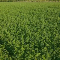 فروش دوهکتار یونجه ی خالص خالص