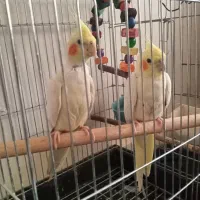 عروس هلندی