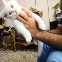گربه پرشین نر ملوس و زیبا