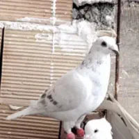 دوتا حیوون آرتیست