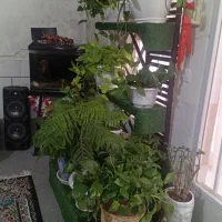 گل وگیاه همراه بااستندچوبی وحصری بافت