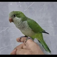 طوطی راهب سخنگو دستی با قفس و پایه