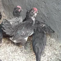جوجه گلین ۲ماهه