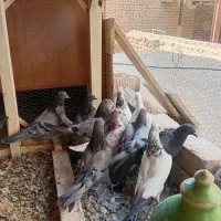 کفتر پرشی به شرط
