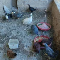 جوجه محلی ۳ونیم ماهه