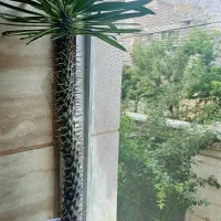 نخل ماداگاسکار ۵ ساله
