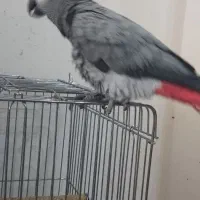 کاسکو دم قرمز رام ماده ۵ساله سخنگو