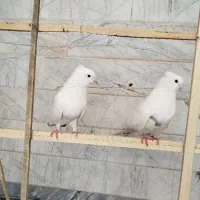 کبوتر
