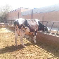گاو گوساله.تلیسه.