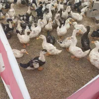 فروش عمده وخورده مک مکی