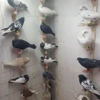 کبوتر|پرنده|مشهد, مهدی آباد (بلوار توس)|دیوار