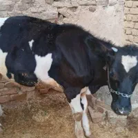 فروش گوساله ماده