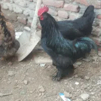 خروس مرغ حیوانات خانگی