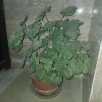 گل ها|گل و گیاه طبیعی|قزوین, |دیوار