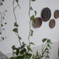 همه ی این گلدان ها باهم فقط ۳ تومن