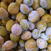 آلو بخارا محلی درجه یک