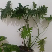 برگ انجیری بزرگ