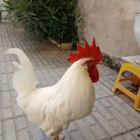 ۳عددمرغ وخروس فقط ۲تومن