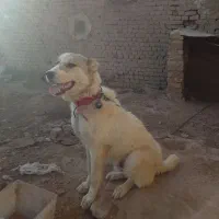 2عدد کوچو از یک مادر