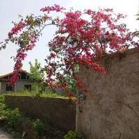 ویلایی/۶۱متری/فروش/قابل سکونتوتجمیع