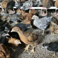 جوجه محلی ضمانتی
