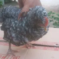 جوجه پیلموت راک آمریکایی ۲ و ۳ ماهه