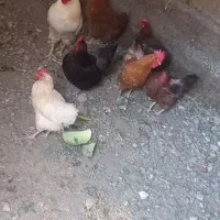 مرغ و خروس