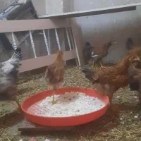 نوچه خروس و مرغ.رسمی.جوجه مرغ