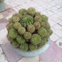کاکتوس