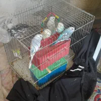 مرغ عشق