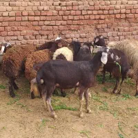بره گوسفند دشتی قزل افشار و چال تخمی