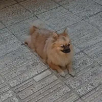 سگ پامر