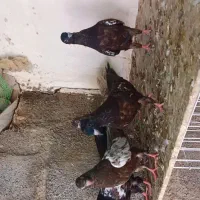 5عدد جوجه سینه تازه دانه خور