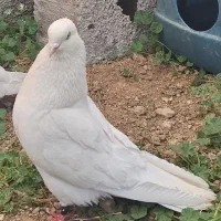 کبوتر اراکی نر