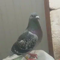 کبوتر