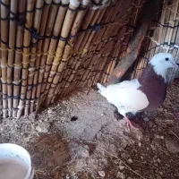 کبوتر طوقی