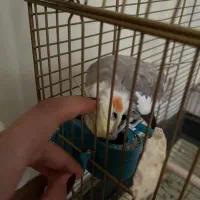 عروس هلندی نر همراه قفس