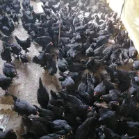 جوجه مرغ وخروس سیاه مرندی اصیل وتخم نطفه دارمرندی