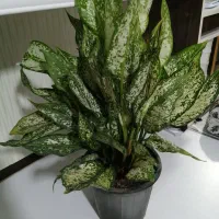 گل طبیعی آگلونما برفی