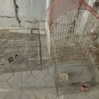 سه عدد قفس
