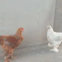 ۸عدد مرغ وخروس برهما ۵ ماهه ۱خروس ۷تامرغ